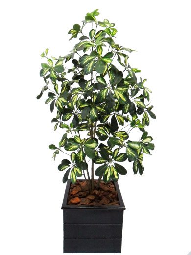 Scheflera Variegata Artificial - com 1,20 m De Altura